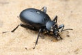 Darkling beetle on the sand Royalty Free Stock Photo