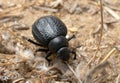 Darkling beetle on the sand Royalty Free Stock Photo