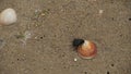 Darkling beetle in the sand on the beach with shells of sea snails, Israel Royalty Free Stock Photo