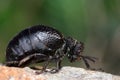 Darkling beetle Royalty Free Stock Photo