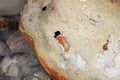 Darkling beetle Tenebrio molitor pupa in an old, dry piece of bread Royalty Free Stock Photo