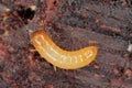 A Darkling Beetle (Tenebrionidae) larva. Royalty Free Stock Photo