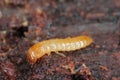 A Darkling Beetle (Tenebrionidae) larva. Royalty Free Stock Photo