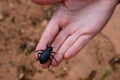 Darkling beetle Tenebrionidae sitting on the hand Royalty Free Stock Photo