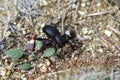 Darkling Beetle Wandering in the Gravel Near a Footcactus in Northwestern Utah