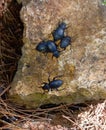 Darkling beetles in its natural habitat