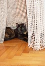 A cat entangled in a net curtain lying down on the parquetry