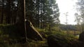 Into the darkness forest in Norway near the lake