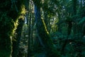 Darkness in New Zealand rainforest with sun back lighting green kidney fern climbing tree trunk