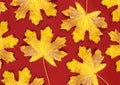 Darkred background with dry yellow maple leaves, autumn background Royalty Free Stock Photo