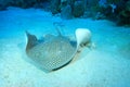Darkspotted Stingray Royalty Free Stock Photo