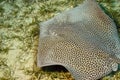 Darkspotted stingray Royalty Free Stock Photo