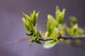 The darling buds of May Royalty Free Stock Photo