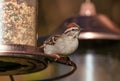 A darling little Chipping Sparrow