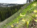 Darling Mountain Glacier Lilies Erythronium grandifloum