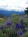 Darling Mountain View of Goat Rocks Royalty Free Stock Photo