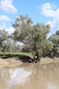 The Darling River in Flood at Bourke. Riverbank lined with gum trees