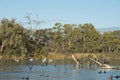 Darling river Royalty Free Stock Photo