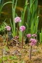 Darmera peltata, also known as Indian Rhubarb or umbrella plant. Pink flower clusters grow on a thick hairy stem by a lake.