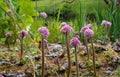 Darmera peltata, also known as Indian Rhubarb or umbrella plant. Pink flower clusters grow on a thick hairy stem by a lake.