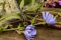 Lance-Tipped Darner Dragonfly rests on wildflowers