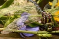 Closeup of Lancetipped Darner Dragonfly Royalty Free Stock Photo