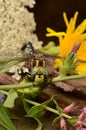 Darner Lancetipped Dragonfly on summer flowers Royalty Free Stock Photo