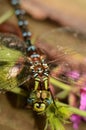 Happy Face of the Lancetipped Darner Dragonfly Royalty Free Stock Photo