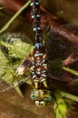 Darner Dragonfly closeup colorful Lancetipped in NYS Royalty Free Stock Photo