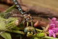 Lance-tipped Darner Dragonfly on loostrife flower Royalty Free Stock Photo
