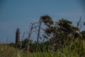 The Darsser Ort lighthouse with pine trees Royalty Free Stock Photo