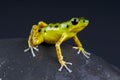 Dart frog / Oophaga pumilio Royalty Free Stock Photo