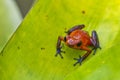 Dart Poison Frog, Blue Jeans, Oophaga pumilio, Dendrobates pumilio,Tropical Rainforest, Costa Rica Royalty Free Stock Photo