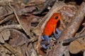 Dart Poison Frog, Blue Jeans, Oophaga pumilio, Dendrobates pumilio Royalty Free Stock Photo