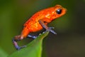 Dart Poison Frog, Blue Jeans, Tropical Rainforest, Costa Rica Royalty Free Stock Photo