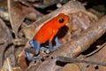 Dart Poison Frog, Blue Jeans, Tropical Rainforest, Costa Rica Royalty Free Stock Photo