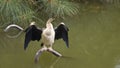 Darter Drying Wings Royalty Free Stock Photo