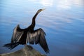 Shag - Darter