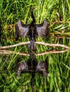 Darter drying wings Royalty Free Stock Photo