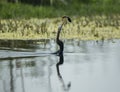 Darter with Fish Kill in its Beak at Bharatpur Bird Sanctuary,Rajasthan,India Royalty Free Stock Photo