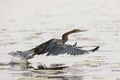 Darter flying along choebe river Royalty Free Stock Photo