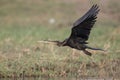 Darter flying at takeoff Royalty Free Stock Photo