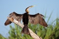 Darter with open wings Royalty Free Stock Photo