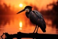 Darter poised by the misty river, outlined against the sunrise