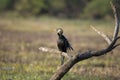 Darter, Snake Bird, Anhingidae, Looking out for kill, Keoladeo Ghana National Park, Bharatpur, Rajasthan, India Royalty Free Stock Photo