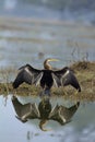 Darter, Snake Bird, Anhingidae, Sun bath, Keoladeo Ghana National Park, Bharatpur, Rajasthan, India Royalty Free Stock Photo