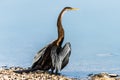 Darter or Snakebird Royalty Free Stock Photo