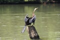 Darter on a tree trunk Royalty Free Stock Photo