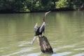 Darter on a tree trunk Royalty Free Stock Photo