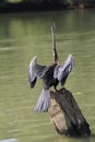 Darter on a tree trunk Royalty Free Stock Photo